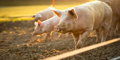 Forschende testen gerade ein neues Konzept für mehr Tierwohl im Schweinestall.