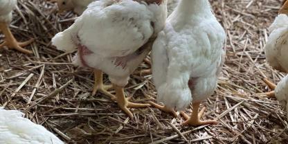 Zwei der drei Finalisten in der Kategorie Geflügelhalter des Jahres 2025 beim CERES AWARD sind mästen Hähnchen. Der dritte hält Bio-Legehennen.