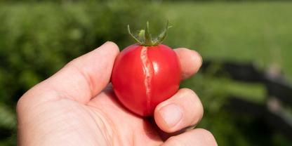 Geplatzte Tomaten sollten bald geerntet werden.