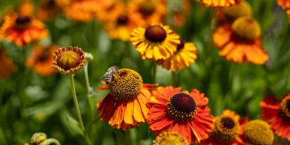 Mit Rudbeckien im Garten blüht das Staudenbeet auch nach dem Hochsommer.