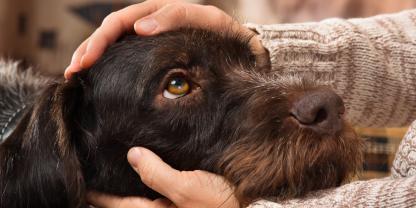 Jagdhund guckt traurig