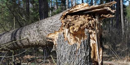 Waldschäden durch Stürme
