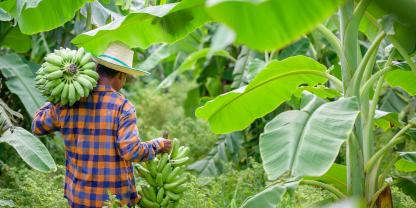 Farmer Bananen