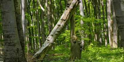 Natürliche Waldentwicklung im Naturwald Meinsberg.
