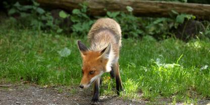 In Bayern hat jeder vierte Fuchs den Fuchsbandwurm.