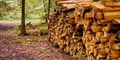 Brennholz im Wald