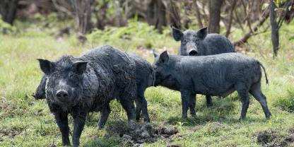 Verwilderte Schweine wie diese bereiten Landwirten in Australien zunehmend Sorgen.