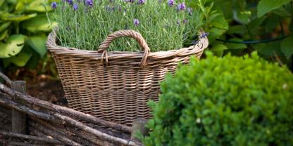 Lavendel fasziniert mit seinem intensiven Duft, seinen leuchtenden Blüten und dem Hauch von mediterranem Sommer.