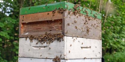Bienen bei einer Räuberei an der Futterzarge. 
