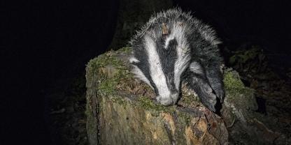 Dachs-erlegt-Nacht
