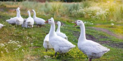 Gänse im Dorfgarten: Darf ein Rentner in Ostfriesland seine Tiere weiter halten? (Symbolbild)