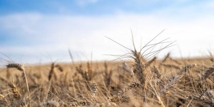 Die Regenpausen haben die Ernte immer wieder ins Stocken gebracht und gefährden die Qualitäten im Getreide.
