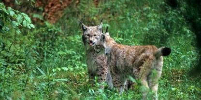 In der Schweiz hat ein Luchs für Aufsehen gesorgt.