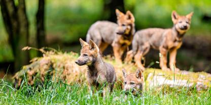 Laut dem Monitoring der Landesjägerschaft gibt es 57 Wolfsrudel in Niedersachsen.