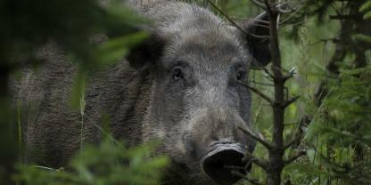 In der Schweiz sind zwei Jäger wegen einer unterlassenen Nachsuche auf ein Stück Schwarzwild verurteilt worden. Es war nicht das einzige Vergehen (Symbolbild).