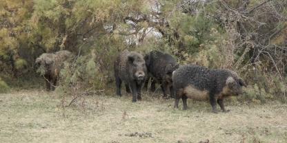 Amerikanische Wildschweine, sogenannte Feral Hogs, sind in vielen Teilen der USA eine Plage.
