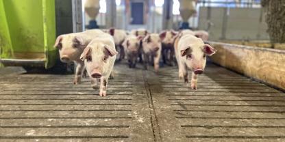 Ausreichend Vitamin D3 sorgt auch für gute Fundamente und Schweine, die gut zu Fuß sind.