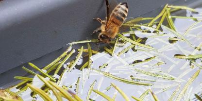 Wichtig ist, dass die Bienen genügend Schwimmer haben und nicht ertrinken. Hier können Korken, Stroh oder Zweige helfen.