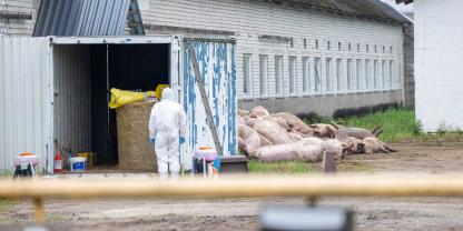 In Estland mussten in den letzten 6 Monaten rund 10 Prozent des gesamten Schweinebestands gekeult werden. Grund war der Ausbruch der Afrikanischen Schweinepest (ASP).
