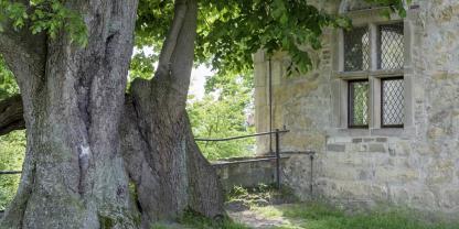 Eine alte Linde steht vor einem Steinhaus