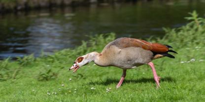 In Otterberg sorgten Nilgänse nun dafür, dass das Natur-Schwimmbad von Besuchern zusehend gemieden wird (Symbolbild).