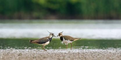 Der Kiebitz, ausgezeichnet als „Vogel des Jahres 2024“, ist ein seltener Feldvogel, der durch seinen markanten Ruf und sein auffälliges Flugverhalten besticht.