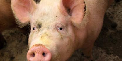 Schwein China