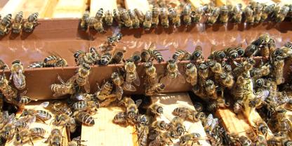 Die Bienen sollten das frische Futter bekommen, bei langer Lagerung kann sich giftiges HMF bilden. Foto: Peter Schmalz
