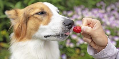 Gesundes Leckerli: Bei köstlichen Beeren aus dem eigenen Garten sagt kaum ein Hund Nein.