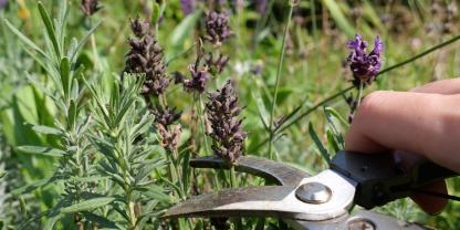 Im Ziergarten im August wird Lavendel zurückgeschnitten.