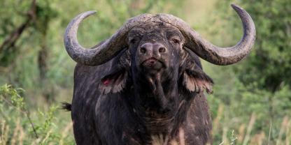 In der Limpopo-Region tötete ein Büffel einen amerikanischen Millionär aus Texas (Symbolbild).
