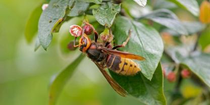 Europäische Hornissen sind friedliche und nützliche Insekten, die ihre Nester oft an geschützten Orten bauen. Sie können bei Platzmangel sogar umziehen und sind als fleißige Wespenvertilger bekannt.