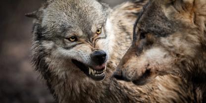 Auf einer Alm bei Ischgl wurden tote Schafe gefunden. Daraufhin erließ die Landesregierung eine Abschussverordnung für einen „Schadwolf“.
