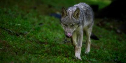 Der Wolf ist derzeit Gegenstand einer Debatte über dessen Erhaltungszustand.
