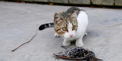 Hauskatzen töten viele wilde Tiere, die Beute soll jetzt einen Beitrag zur Forschung leisten.