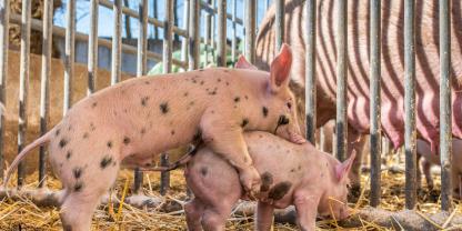 Nach dem angekündigten Förderstopp für den Stallumbau müssen Landwirte neue Förderfristen beachten.