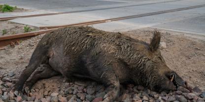 Totes Wildschwein an einem Bahnübergang. Seit nunmehr 5 Jahren gibt es die ASP in Deutschland. Wir haben bei den Bundesländern nach dem Stand nachgefragt (Symbolbild).