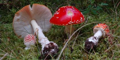 Nicht alle Pilze sind so einfach zu erkennen wie der Fliegenpilz.