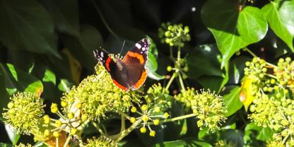 gemeiner efeu insekten nahrungsquelle hedera helix
