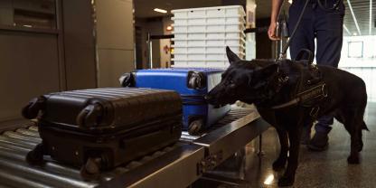 Trotz Kontrollen am Flughafen: Immer wieder gelangt Fleisch illegal in das Vereinigte Königreich. Das Risiko für die Ausbreitung einer verheerenden Tierseuche steigt so (Symbolbild).
