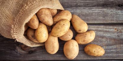Kartoffeln können als Rinderfutter eingesetzt werden.