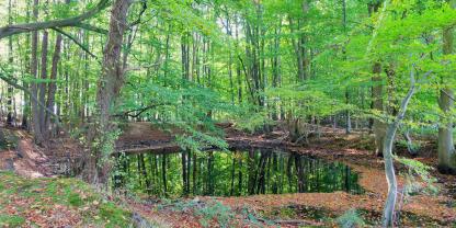 Weiher und andere Gewässer erfüllen in Wälder eine Vielzahl von Funktionen.