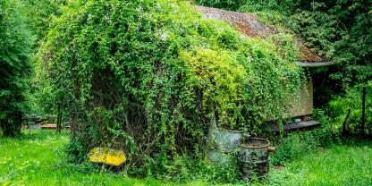 Garten-verwildert-AdobeStock_1622957460