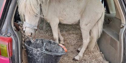 Ein Pony im Kofferraum eines pinken Autos