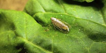 Die Schilf-Glasflügelzikade überträgt die beiden Krankheitserreger Candidatus Arsenophonus phytopathogenicus (kurz: Arsenophonus) und Candidatus Phytoplasma solani (kurz: Stolbur).