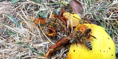 Normal sieht man eher Wespen an faulem Obst, doch auch Bienen sammeln in trachtlosen Zeiten den süßen Fruchtsaft. Foto: Thomas Rosenau