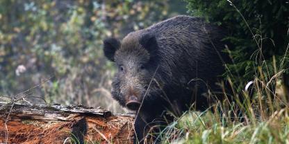Wildschwein im Wald. Nordrhein-Westfalen ist das jüngste Bundesland, in dem die ASP ausgebrochen ist. Das Ministerium äußerte sich auf Redaktionsnachfrage.