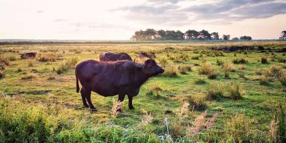 Mehr Wasserbüffel wagen? Landwirte stehen vor neuen Herausforderungen, wenn mehr Moore kommen.