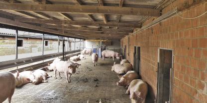 Ein angeschleppter Auslauf hat sich nach den bisherigen Erfahrungen zumeist als kostengünstigste Umbauvariante des Deckstalls erwiesen.