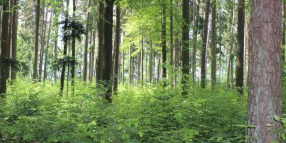Wie schnell und divers Wälder im Klimawandel wachsen, ist Gegenstand aktueller Forschung.